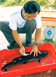 Nhân giống và nuôi cá lăng thương phẩm