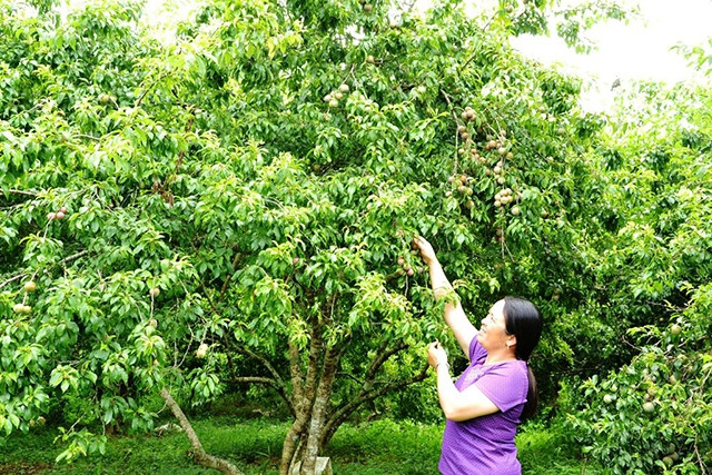 Vườn mận Tam Hoa trồng theo quy trình VietGAP ở Bắc Hà.