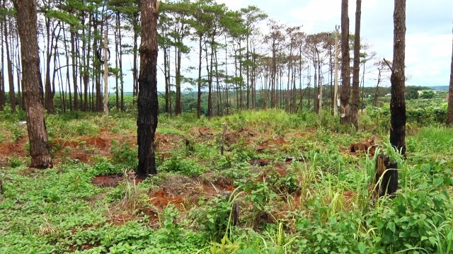Hàng loạt diện tích rừng thông bị Công ty Nguyên Vũ triệt hạ để bán đất. 