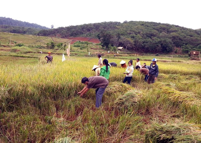 Thu hoạch lúa nước trên cao nguyên Đồng Nai Thượng (huyện Cát Tiên, tỉnh Lâm Đồng). 