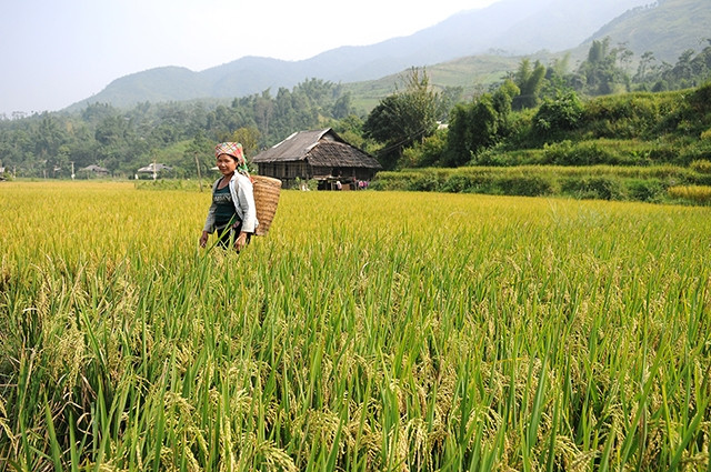  Cánh đồng lúa xã Tú Lệ, huyện Văn Chấn (Yên Bái) .