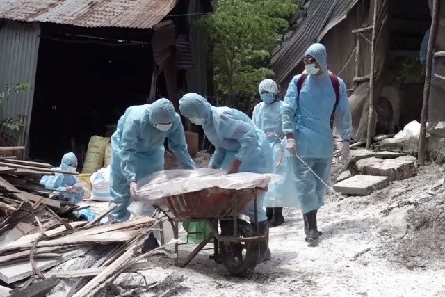 Thu gom lợn bệnh, tiêu hủy và tiêu độc, khử trùng nơi xảy ra DTLCP ở Long An. 