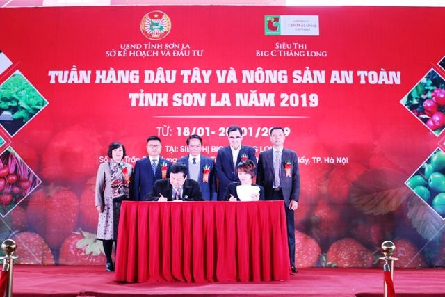 Giới thiệu sản phẩm dâu tây Sơn La tại Hà Nội
