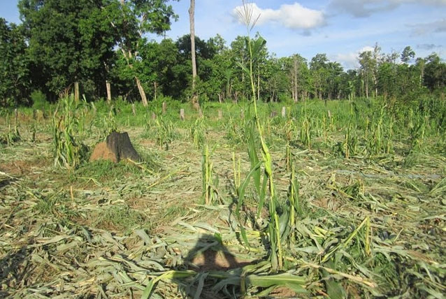 Nhiều diện tích bắp của người dân buôn Đrăng Phốc, xã Krông Na bị voi rừng tàn phá. 