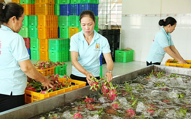 Sơ chế thanh long xuất khẩu tại Hợp tác xã Mỹ Tịnh An, huyện Chợ Gạo, tỉnh Tiền Giang. Ảnh: NHẬT TRƯỜNG