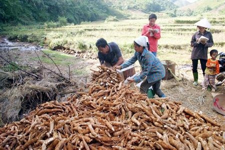 Người dân xã Ðông Cửu (Thanh Sơn, Phú Thọ) thu hoạch sắn.