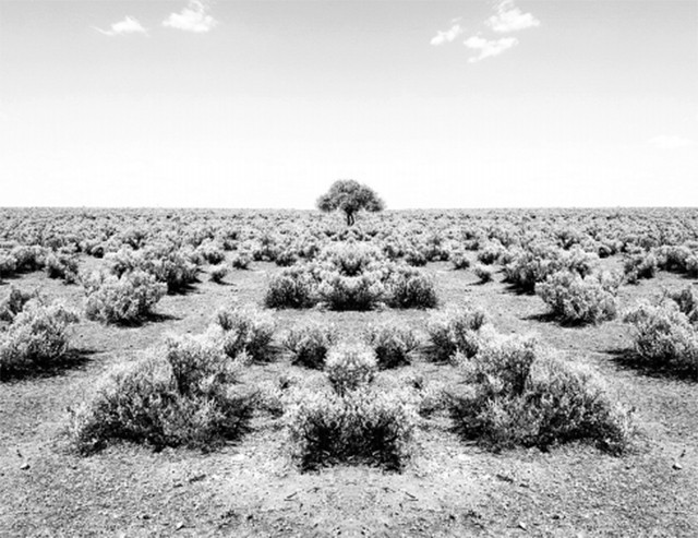 Nhiều thảm thực vật tự nhiên ở châu Phi đang trở nên cằn cỗi.