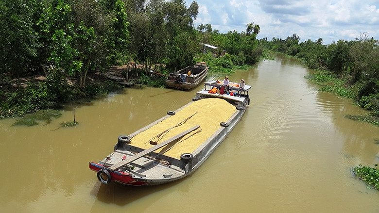 Đi chợ ghe lúa Đồng Tháp Mười
