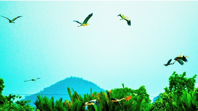 Sân chim (Hà Tiên).