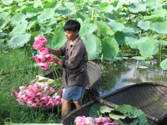 Sen hồng Hồ Tây - chút hương níu giữ