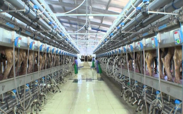 Sữa nguyên liệu TH hoàn toàn không tiếp xúc với không khí mà được làm lạnh ngay lập tức sau khi ra khỏi bầu vú bò.