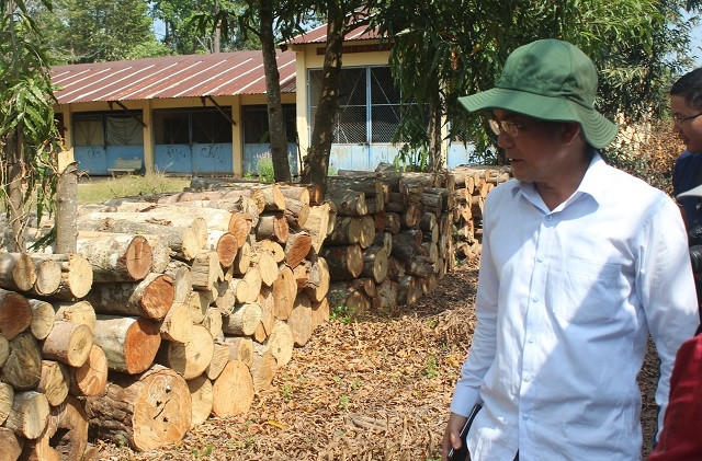 Một số gỗ đốn hạ ở đồi 90 đang bị tạm giữ.