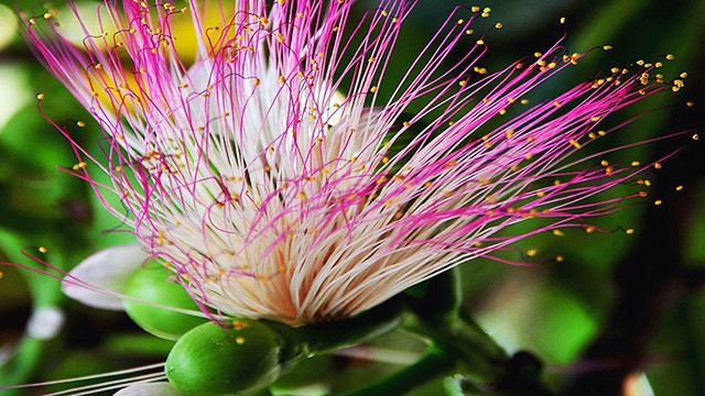 Bàng vuông Trường Sa