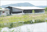 Những dãy chuồng nuôi heo
vẫn không bị đập phá.