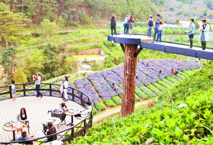 Du khách đến với cánh đồng hoa ở Đà Lạt.