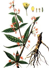 Cây hoàng liên ba gai do
dược sĩ Bùi Xuân Chương vẽ.