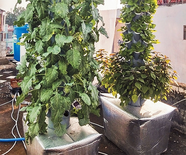 Chỉ với diện tích 10 m2 trồng rau theo phương pháp trụ đứng, anh Trương Bình Sơn thu hoạch cả tạ rau sạch mỗi tháng.