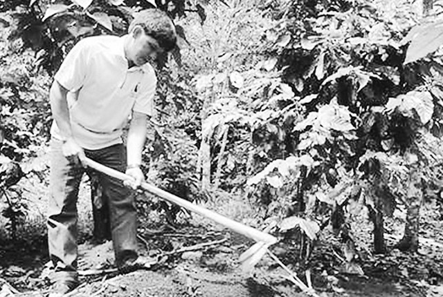 Người dân huyện Tu Mơ Rông chăm sóc cây cà-phê.