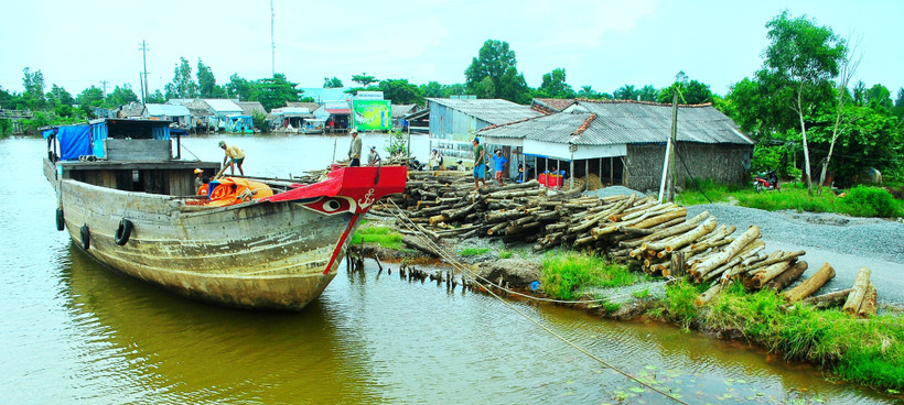 Gỗ keo lai được bán với giá 1.000 đồng/kg, đem lại thu nhập ổn định cho các hộ trồng rừng ở U Minh.