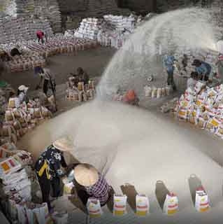 Vì tâm lý lấy số lượng bù chất lượng gạo Việt Nam bị kẹt ở phân khúc phẩm cấp thấp. Ảnh: PHẠM THÀNH NAM 