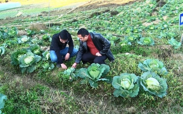 Rau ở Sa Pa bị “cháy” lá, thối hỏng do sương muối.
