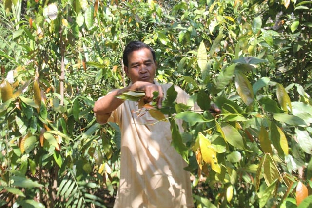 Người dân xã Đồng Nai, huyện Bù Đăng vào rừng thu hái lá nhíp để bán.