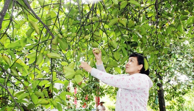 Măng cụt được mùa, được giá, người dân vùng đất Lái Thiêu có thêm thu nhập.