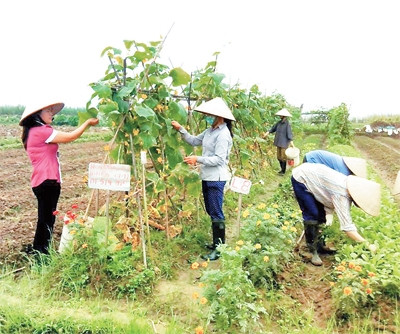 Sản xuất rau hữu cơ ở xã Thanh Xuân, huyện Sóc Sơn.