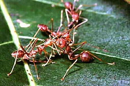 Kiến vàng giúp cam ngon, quýt ngọt