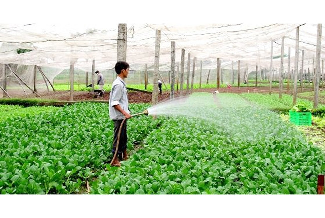 Sản xuất rau an toàn ở huyện Đông Anh, Hà Nội.