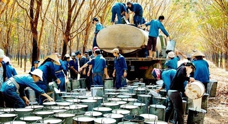 Công nhân Công ty TNHH MTV Cao-su Đác Lắc thu mủ cao-su.