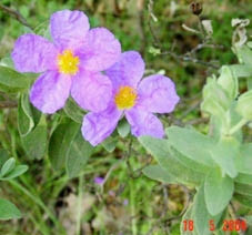 Sim rừng đã đâm hoa