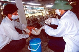 Cán bộ thú y TP Vinh (Nghệ An) tiêm
phòng dịch cho đàn vịt ở xã Hưng Hòa.