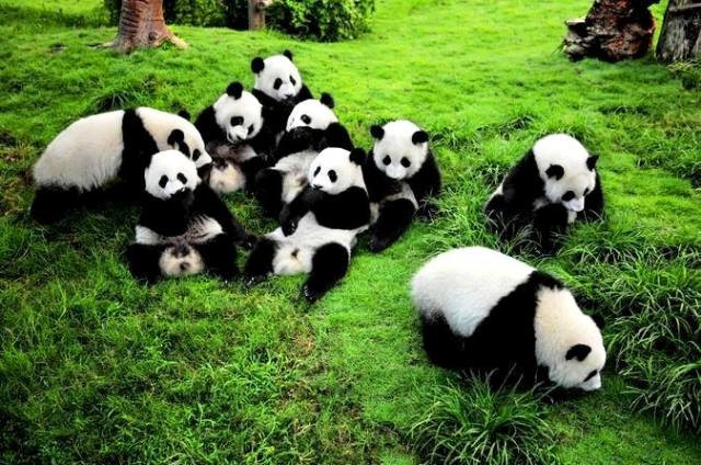 Thành Đô, Tứ Xuyên (Trung Quốc) nổi tiếng với khu bảo tồn loài gấu trúc lớn.