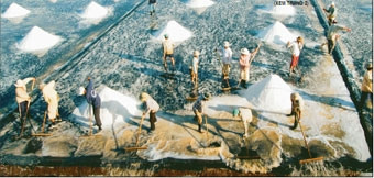 Diêm dân huyện Đông Hải (Bạc Liêu)
thu hoạch muối.