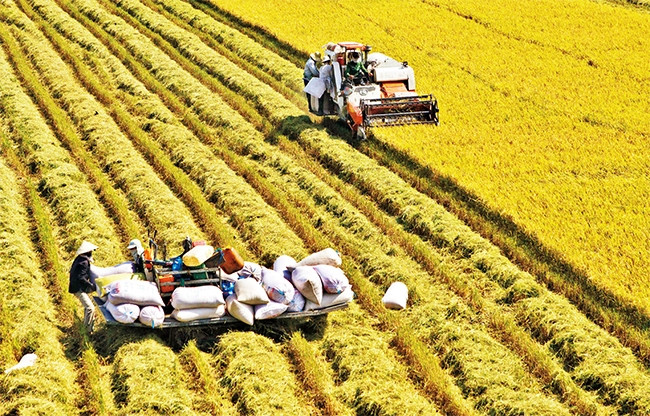 Thu hoạch lúa ở Hậu Giang.