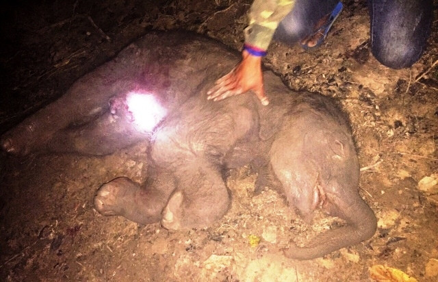 Voi con Pặc On chết trong bụng mẹ trước khi sinh.