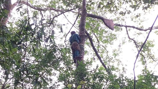 Sau một ngày mệt nhoài theo dõi đàn ong, người tìm kiếm mật ong ở xã A Bung (huyện Đakrông, tỉnh Quảng Trị) đã thấy “thành quả” của mình trên ngọn cây cheo leo.
