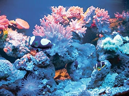 Cá cảnh biển, thú chơi cao cấp