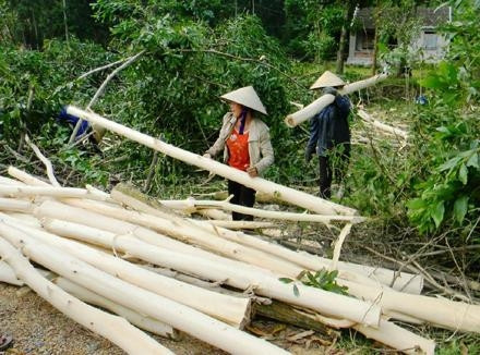 Phụ nữ xã Lâm Trạch (Bố Trạch, Quảng Bình) khai thác gỗ trồng.
