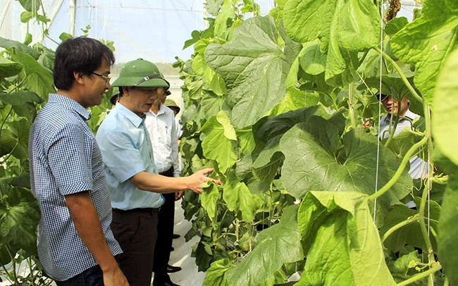 Vợ chồng kỹ sư Lê Anh Đức và Nguyễn Thị Thắm (xã Xuân Mỹ, Nghi Xuân, Hà Tĩnh) đầu tư mô hình sản xuất nông nghiệp công nghệ cao cho thu nhập hơn một tỷ đồng/năm.