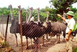 Điều trị bệnh Newcastle ở đà điểu