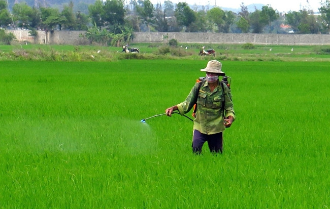 Người dân xã Hòa An, huyện Phú Hòa (Phú Yên) phun thuốc trừ sâu bệnh trên lúa. Ảnh: THẾ LẬP (TTXVN)
