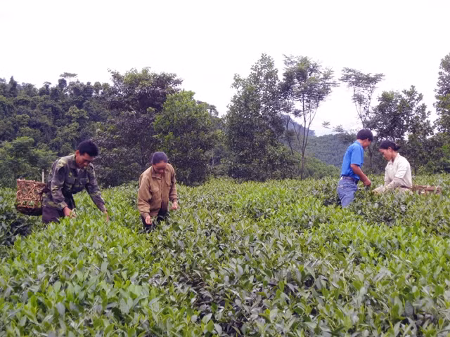 Thanh niên nông thôn tỉnh Hà Tĩnh chăm sóc chè.