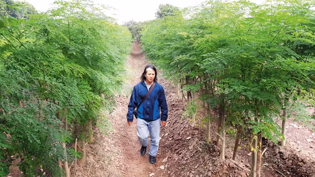 KTS Nguyễn Hoàng Phương giữa vườn rau chùm ngây trồng bằng phân vi sinh.