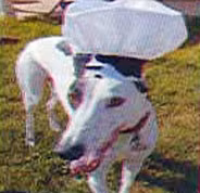 Những vị thuốc từ chó