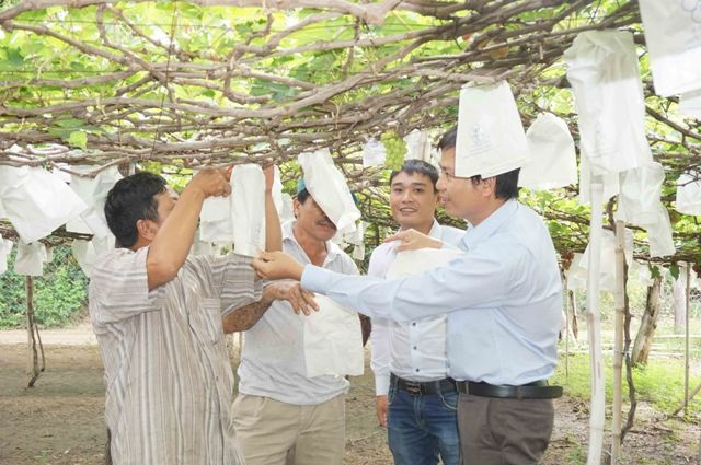 Nhờ kỹ thuật bao chùm quả, nhiều giàn nho của nông dân ở Ninh Thuận ít bị thiệt hại khi thu hoạch trong mùa mưa.