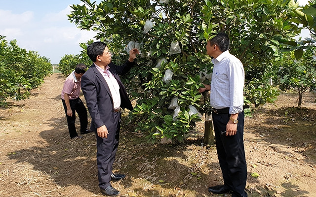 Trồng cây ăn quả mang lại hiệu quả cao tại huyện Kinh Môn (Hải Dương).