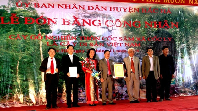 Công nhận cây gỗ nghiến hơn một nghìn tuổi ở Bắc Hà là Cây di sản Việt Nam