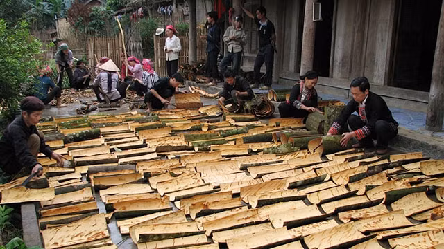 Quế trở thành cây thoát nghèo ở Yên Bái.